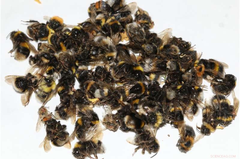 Do Lime Trees Harm Bees? Understanding the Impact on Pollinators