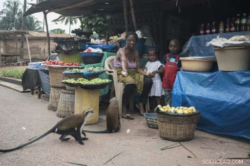 Tafi Atome Villagers Turn Monkeys into Eco‑Tourism Success