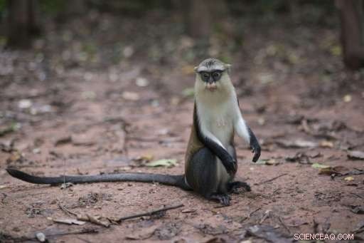 Tafi Atome Villagers Turn Monkeys into Eco‑Tourism Success