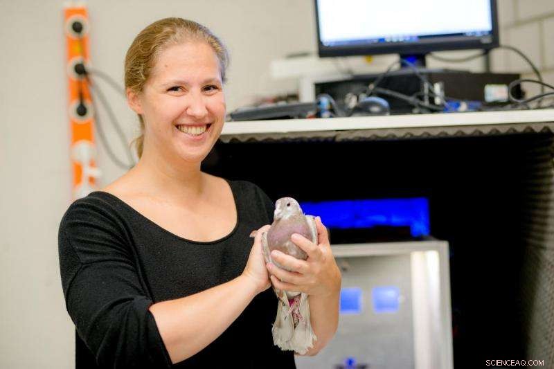 Pigeons Exceed Humans in Multitasking: New Study Reveals