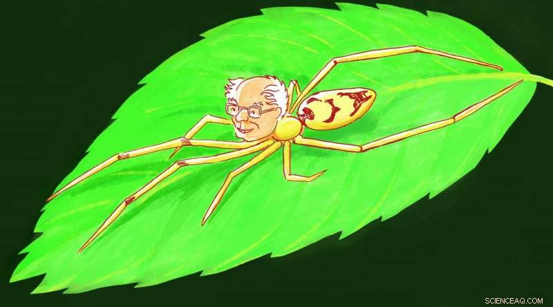 New Species of  Smiley-Faced  Spiders Named After Senator Bernie Sanders