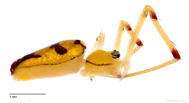 New Species of  Smiley-Faced  Spiders Named After Senator Bernie Sanders