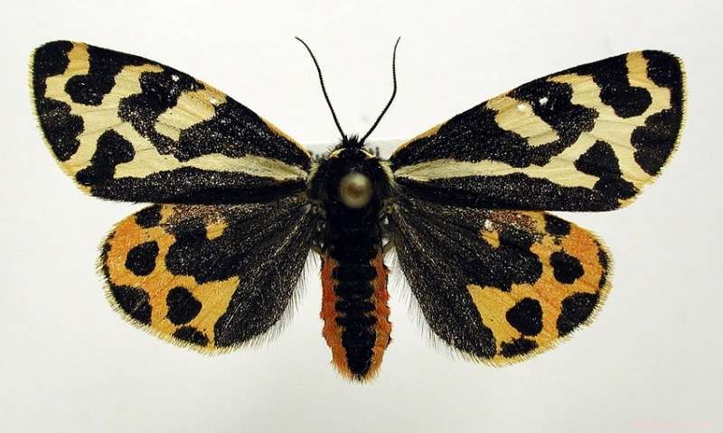 Wood Tiger Moth Releases Two Distinct Defensive Secretions to Repel Predators