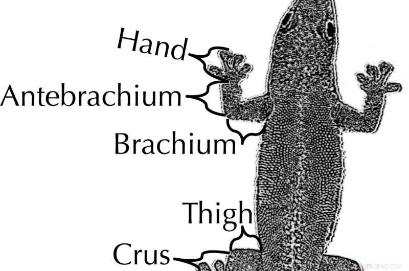 Long-Limbed Geckos Adapted to Narrow Perches, New Research Reveals
