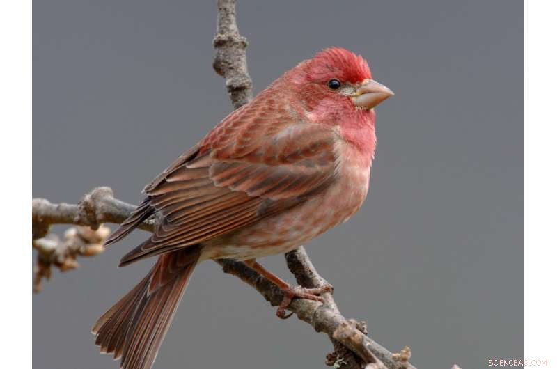 Songbird Declines Signal Widespread Threats to Northwestern Forests