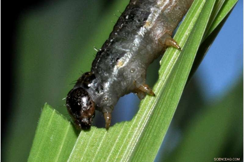 Scientists Decode Genome of Invasive Fall Armyworm, Paving Way for New Crop Protection