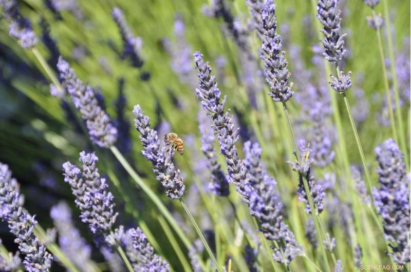 Lavender’s Natural Defense: How the Purple Plant Fights Off Pests