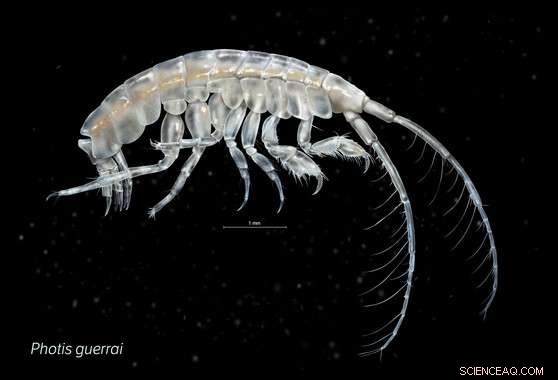 Two New Crustacean Species Discovered Beneath Galicia s Seabed