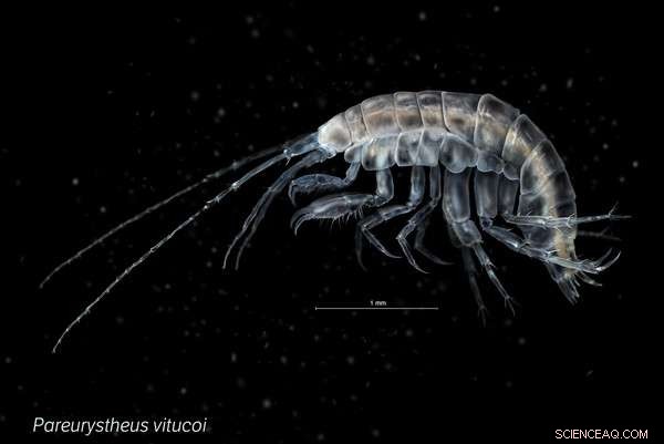 Two New Crustacean Species Discovered Beneath Galicia s Seabed