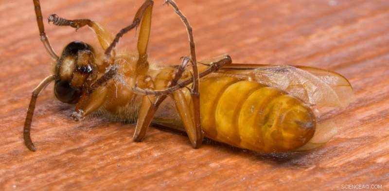 Why Our Request to Kill Wasps Prompted Abuse—and Why It Was Justified