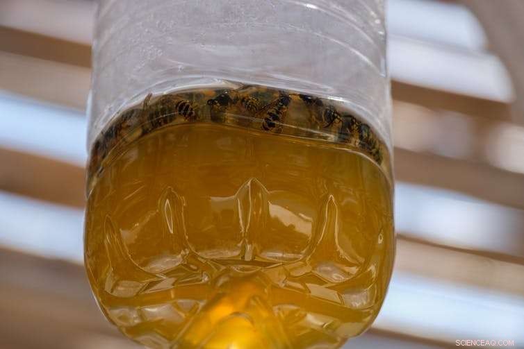 Why Our Request to Kill Wasps Prompted Abuse—and Why It Was Justified