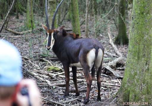 New Home for Antelope: Relocation to New Orleans Sanctuary