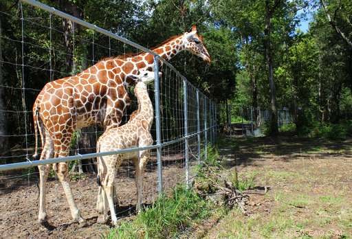 New Home for Antelope: Relocation to New Orleans Sanctuary