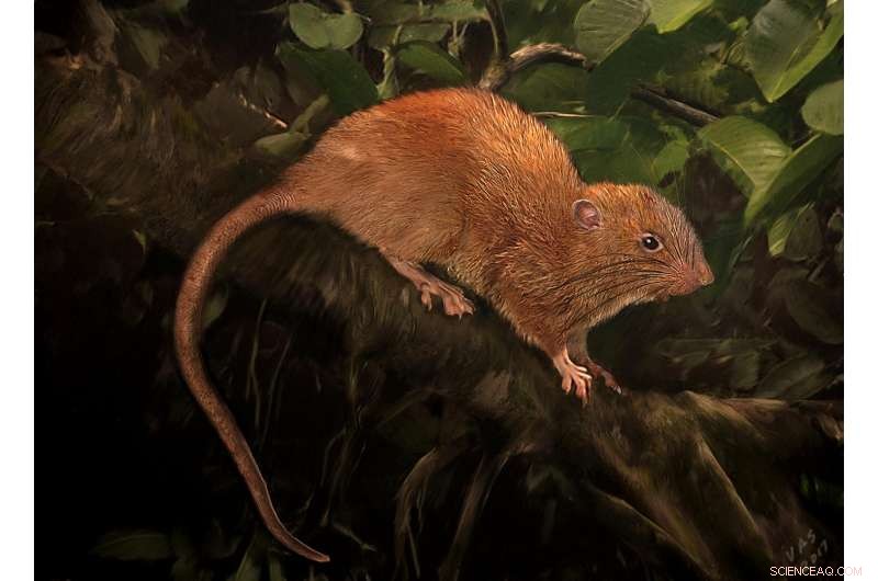 Uromys vika: New Giant, Tree‑Dwelling Rat that Cracks Coconuts Discovered in Solomon Islands