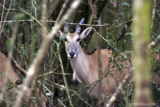 New Home for Antelope: Relocation to New Orleans Sanctuary