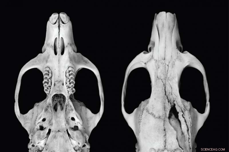 Uromys vika: New Giant, Tree‑Dwelling Rat that Cracks Coconuts Discovered in Solomon Islands