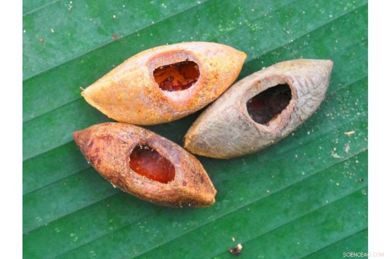 Uromys vika: New Giant, Tree‑Dwelling Rat that Cracks Coconuts Discovered in Solomon Islands