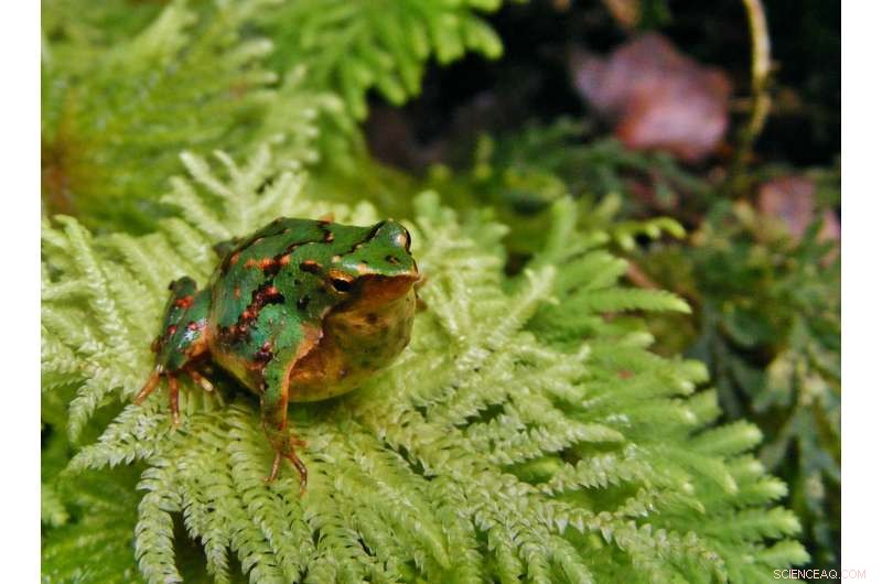 Emerging Disease Threatens Darwin s Frog with Extinction