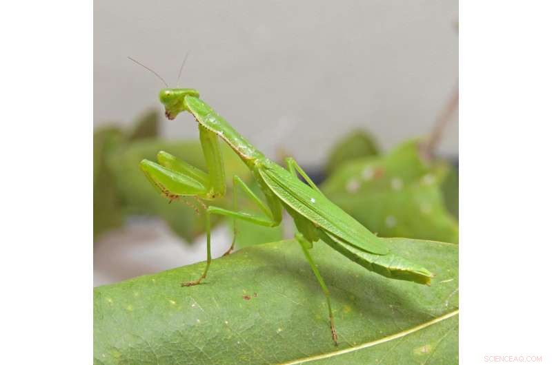 Caribbean Praying Mantises Trace Their Roots Back to Ancient Africa