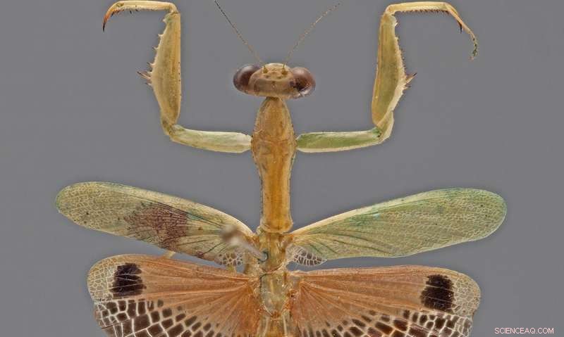 Caribbean Praying Mantises Trace Their Roots Back to Ancient Africa