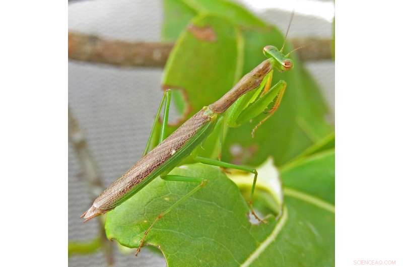 Caribbean Praying Mantises Trace Their Roots Back to Ancient Africa