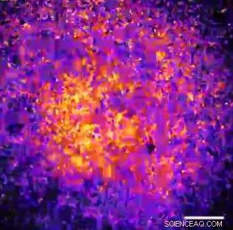 New Cell Model Illuminates the Dynamic Segmentation Clock Driving Vertebrae Formation