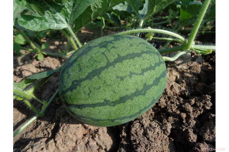 Tracing the Ancient Evolution of Pumpkins, Gourds, and Melons