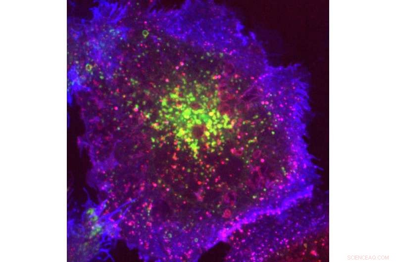 Scientists Enable On-Demand Endocytosis via Cell Hot‑Wiring Technique