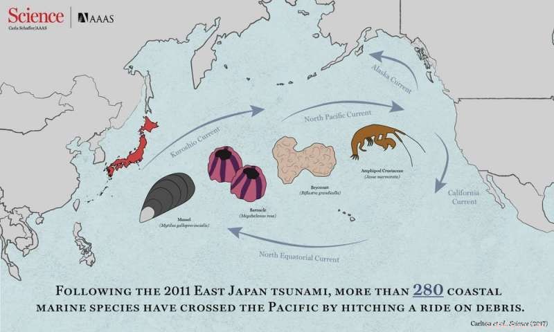 2011 Tsunami Debris Spread Hundreds of Species Across the Pacific – A Global Ecological Impact