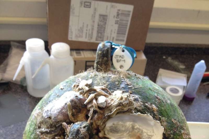 2011 Tsunami Debris Spread Hundreds of Species Across the Pacific – A Global Ecological Impact