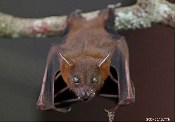Feeding Habits of Malaysian Fruit Bats: Insights into Cynopterus brachyotis