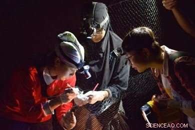 Feeding Habits of Malaysian Fruit Bats: Insights into Cynopterus brachyotis