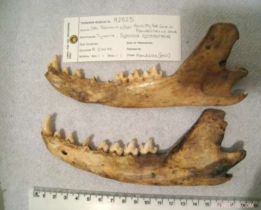 Study Rules Out Drought and Dingos as Causes of Tasmania’s Tiger Extinction