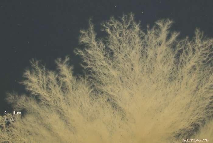 Scientists Identify Long‑Unsolved Fungus Among Top 50 Most‑Wanted Species