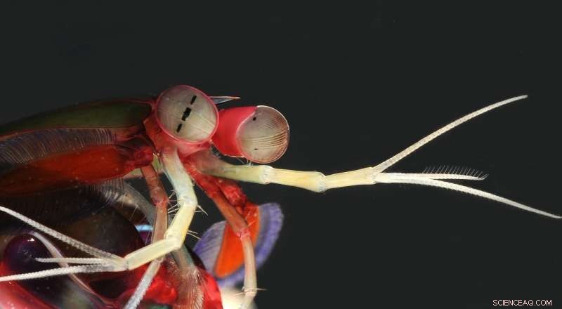 New Insights into Mantis Shrimp Brain Structures Reveal Advanced Visual Processing