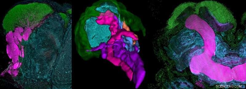 New Insights into Mantis Shrimp Brain Structures Reveal Advanced Visual Processing