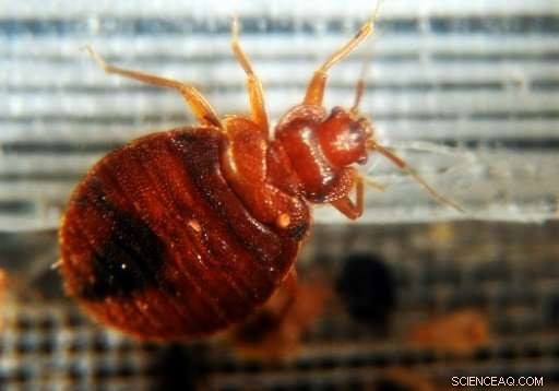 Bed Bugs Target Your Dirty Laundry – How to Protect Your Clothes