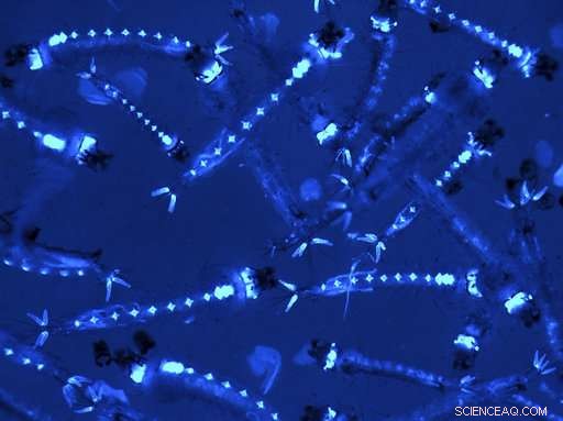 How Mosquito Gut Bacteria Could Revolutionize Malaria Control