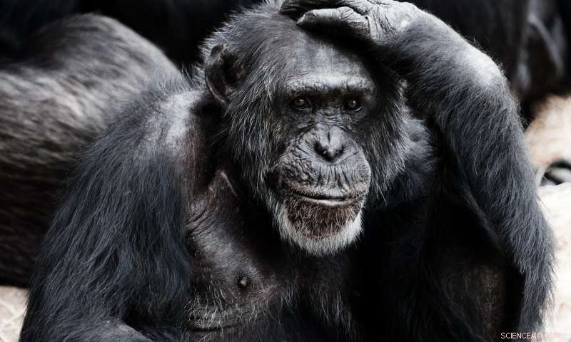 Chimpanzees Show Spontaneous Tool-Use Without Observing Others
