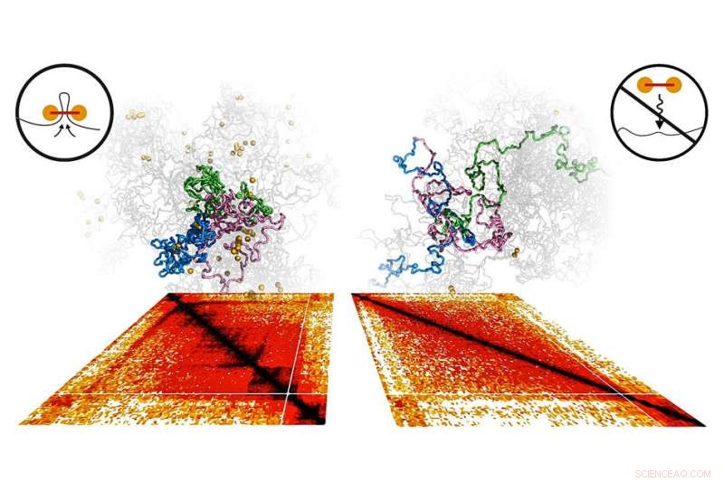 New Molecular Motor Unveiled: How It Drives Chromosome Architecture