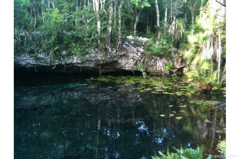 Uncovering Arbuscular Mycorrhizal Fungal Communities with Cutting-Edge DNA Sequencing