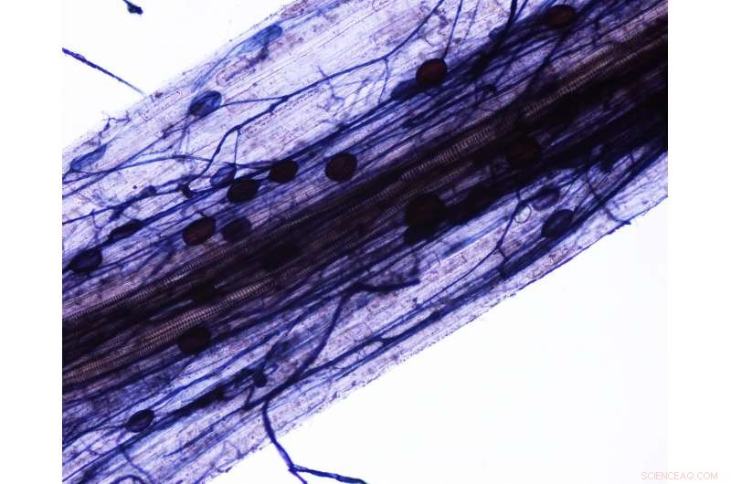 Evaluating Fungal Biofertilizers: Advantages for Agriculture and Gardening versus Potential Risks