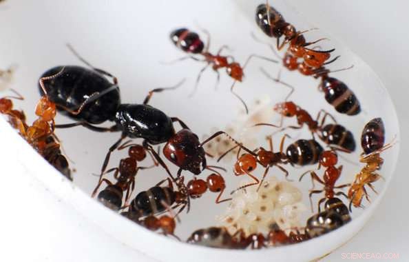 How Ant Species Share and Thrive in the Same Territory