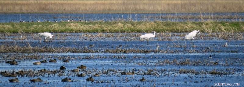 Study Reveals Climate Change Alters Whooping Cranes’ Migration Patterns