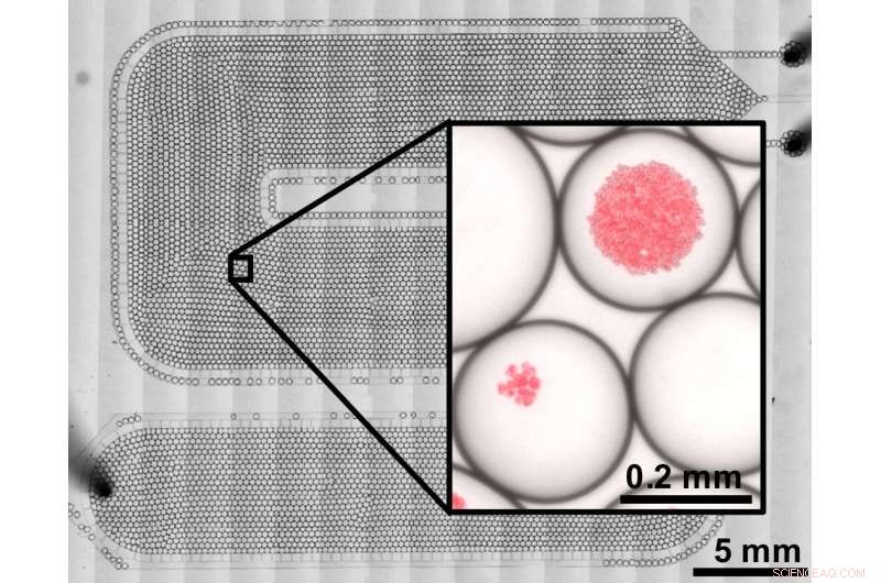 On-Chip Bioreactors Deliver a New Era for Algal Biofuel Production
