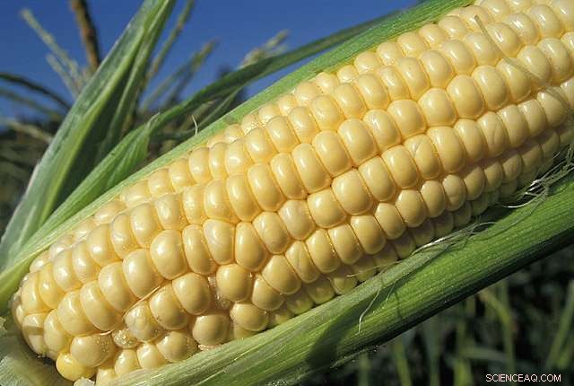 How Genomics Unlocks Innovative Pest Control and Crop Improvement