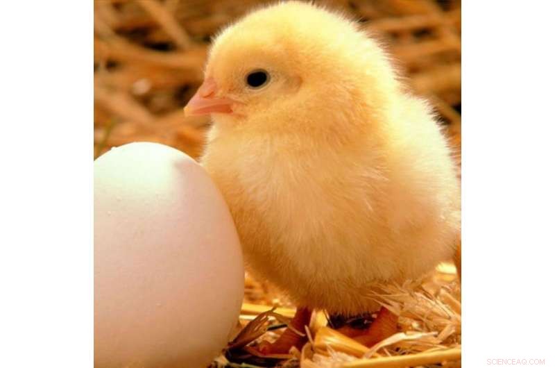 New Insights into Chicken Embryo Development Unveiled by KFU and RIKEN