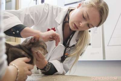 Veterinarians Find Discussing Cat Obesity Challenging – What This Means for Pet Health