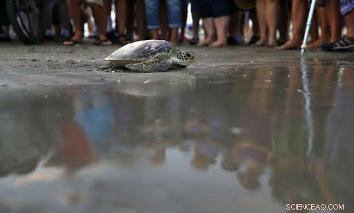 Sea Turtle Honors Oceanographer Tony Amos’s Ashes in Gulf Tribute