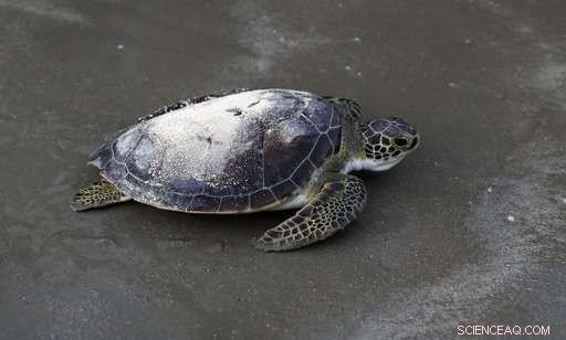 Sea Turtle Honors Oceanographer Tony Amos’s Ashes in Gulf Tribute